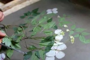 来梧桐山体验手作乐趣 感受自然甜美静谧