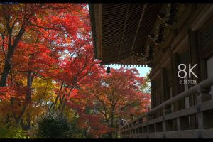 【8K HDR】京都之秋 ｜ 演示片｜