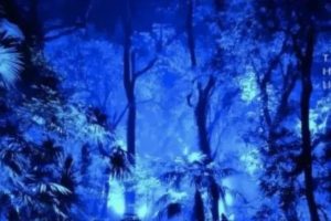 纬度视听案例分享：夜游婺源篁岭的奇幻森林