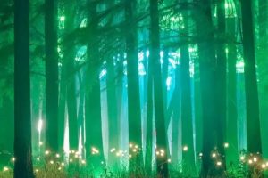 一起夜游，奇幻水森林•萌鹿仙踪……