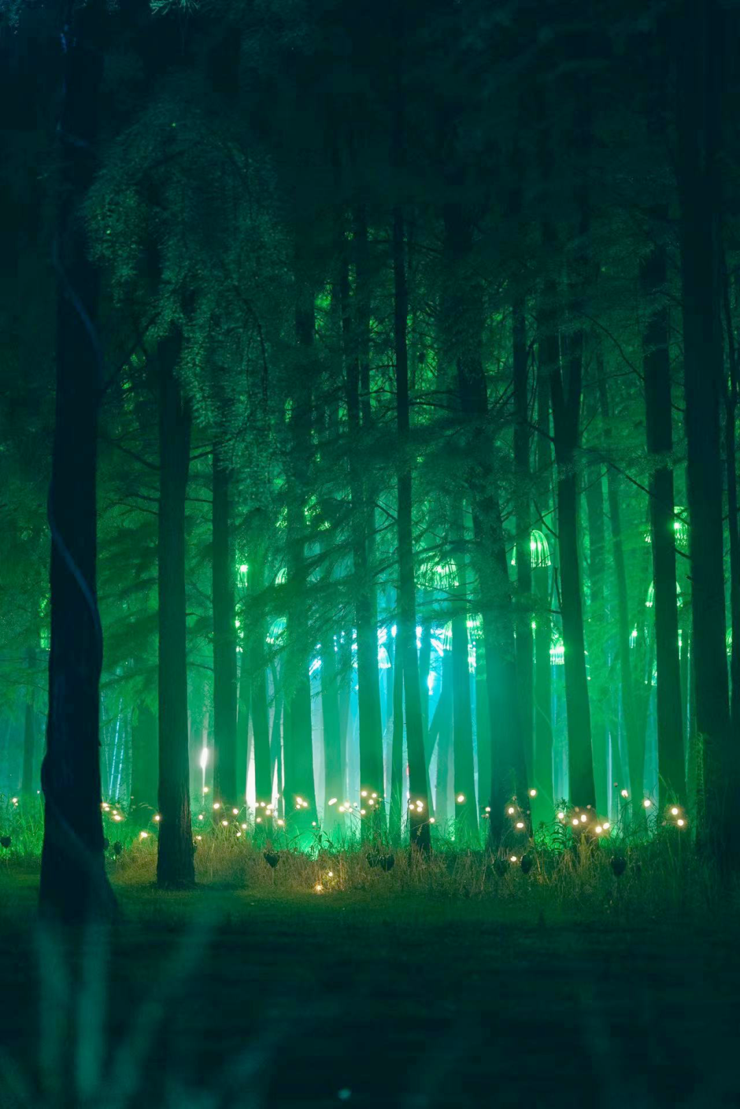 一起夜游，奇幻水森林•萌鹿仙踪……