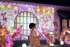 樱花绘成画 演绎动态美