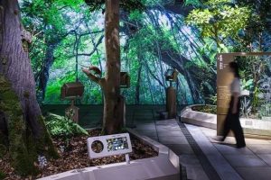 日本奄美大岛世界遗产中心生态展馆设计